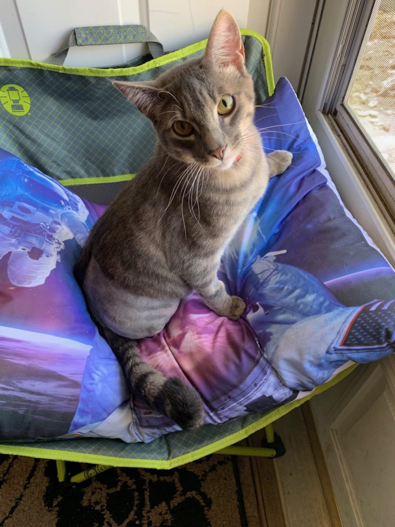 The story of Pi Paws Animal Rescue, Pierre SD