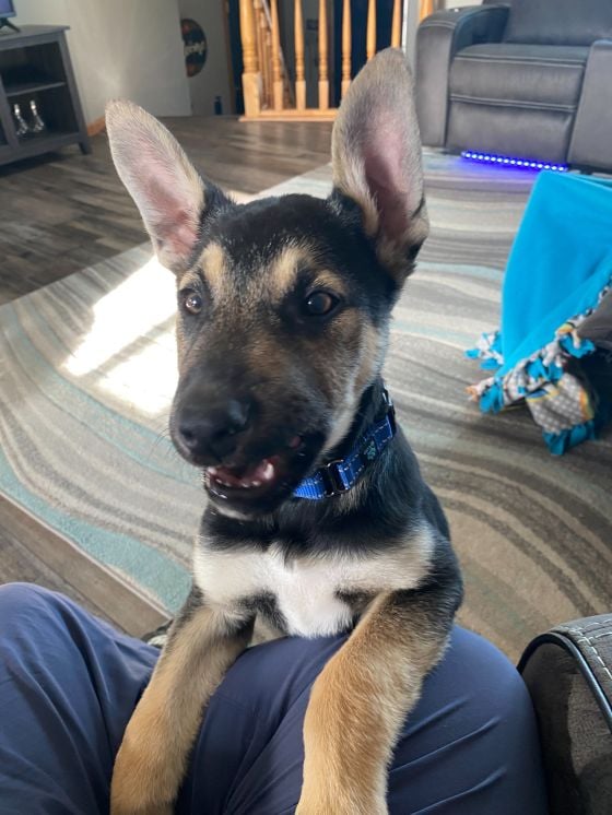 Pet available for adoption