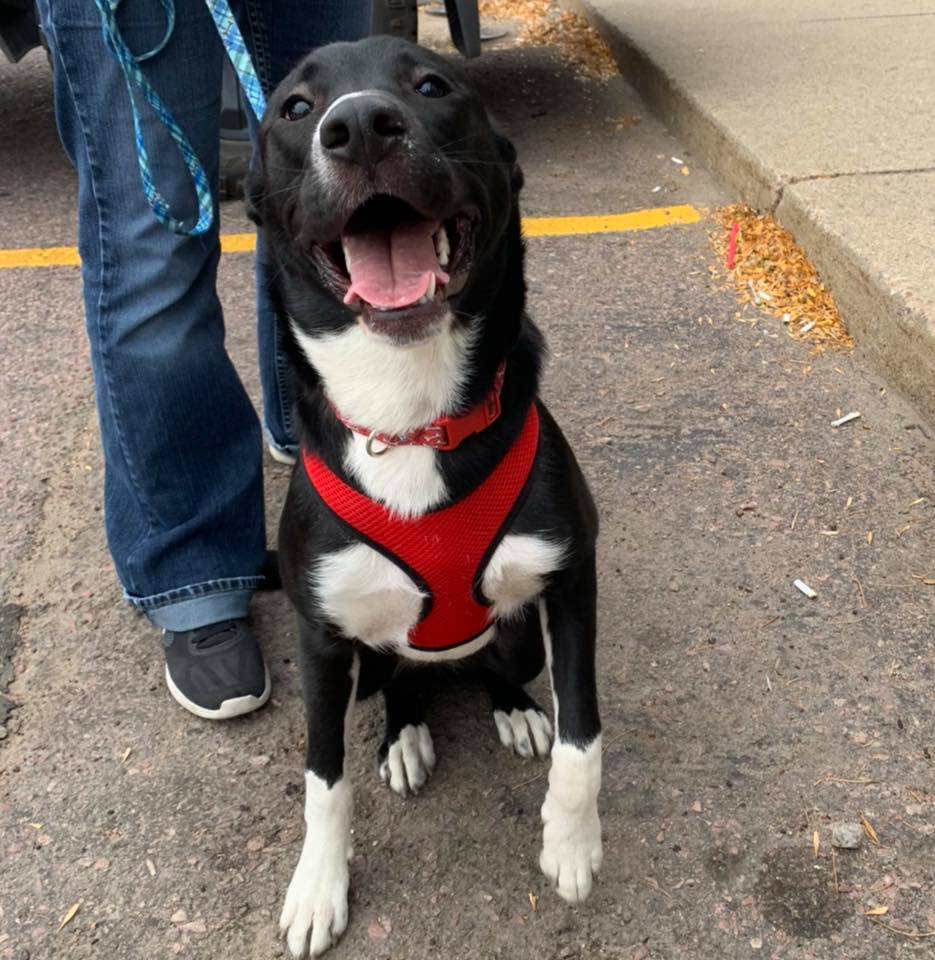 Volunteer with rescue animals