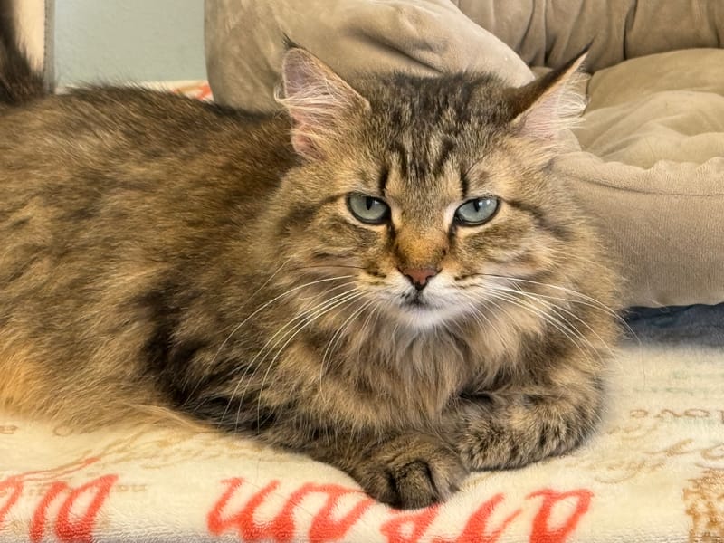 Kat