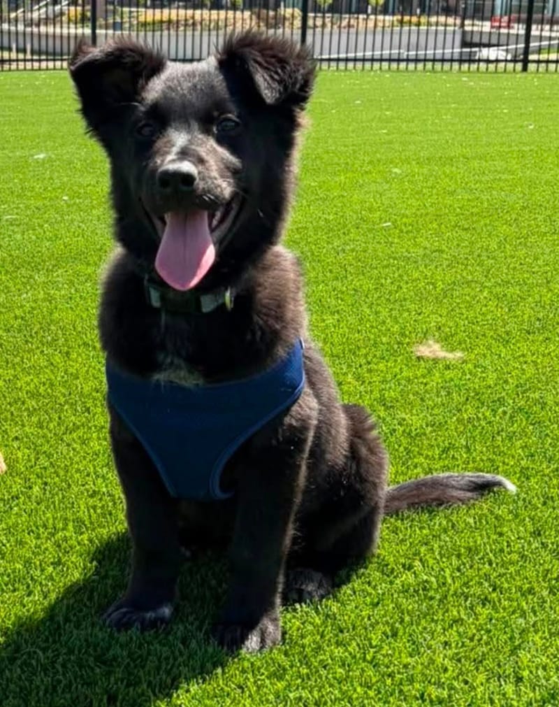 Laika