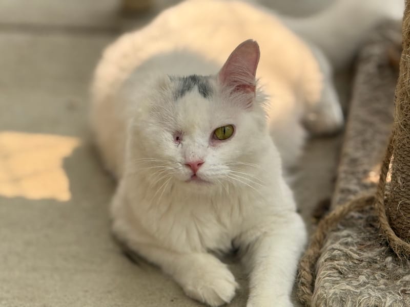 Phoebe