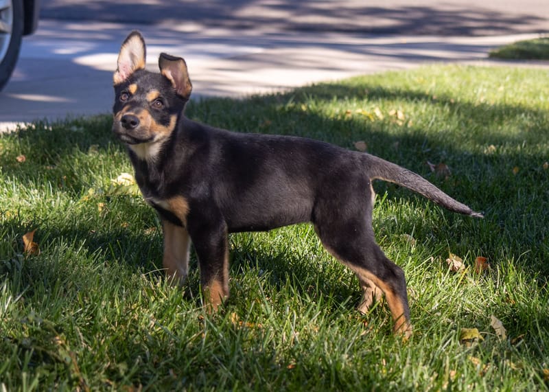 Trixie