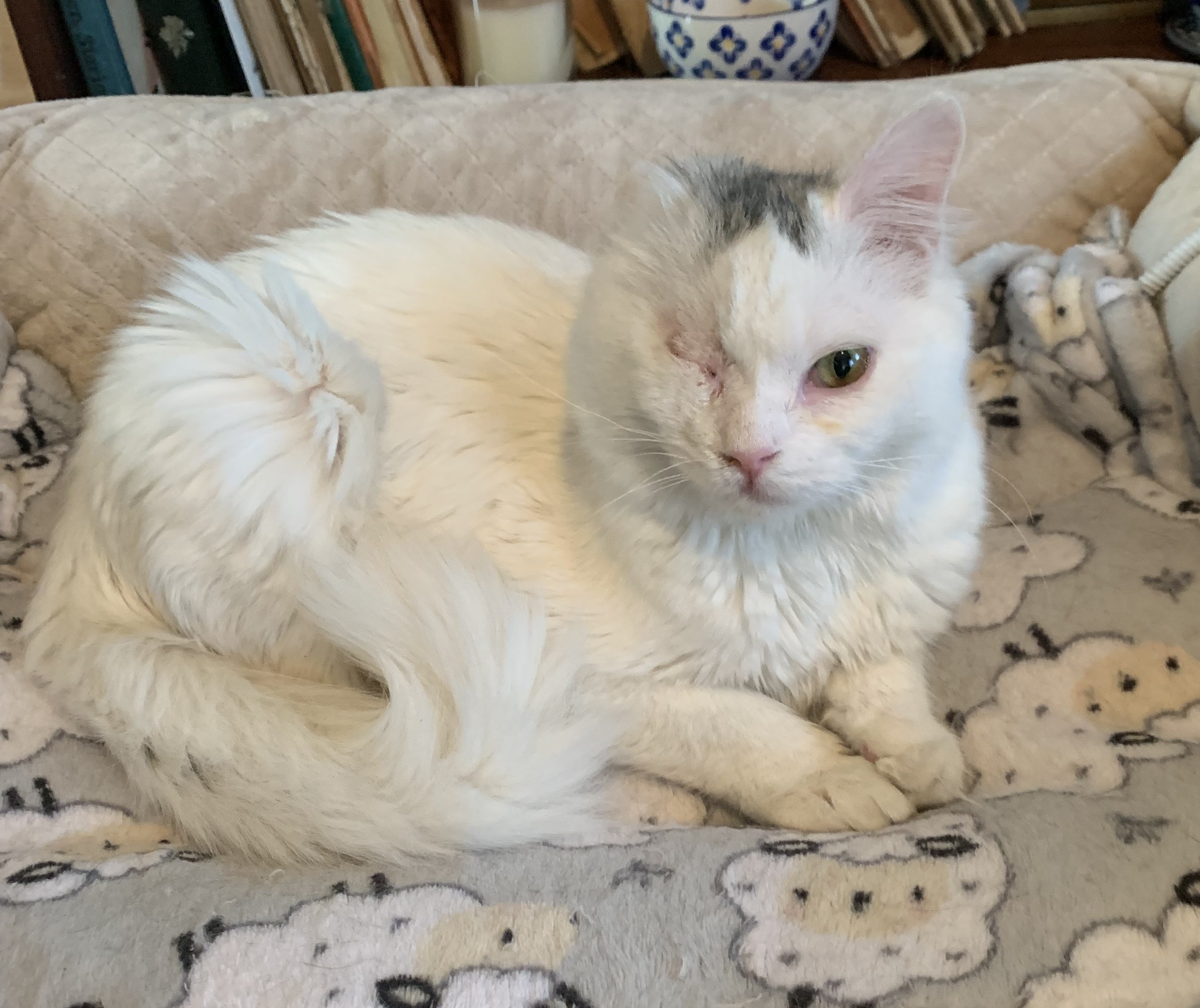 Phoebe - Photo 1