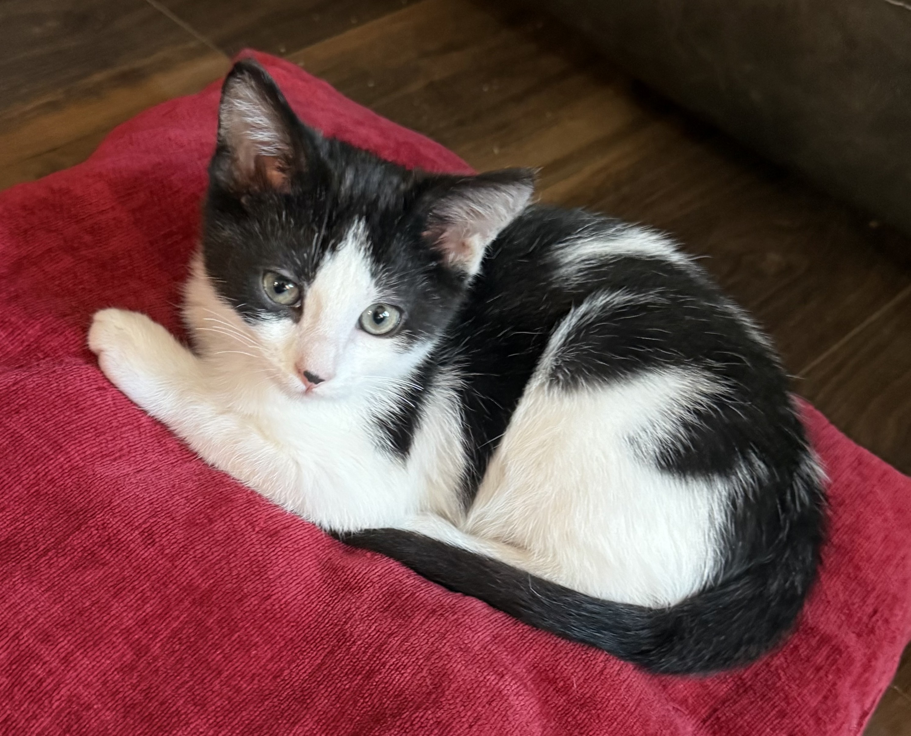 Felix - Photo 1