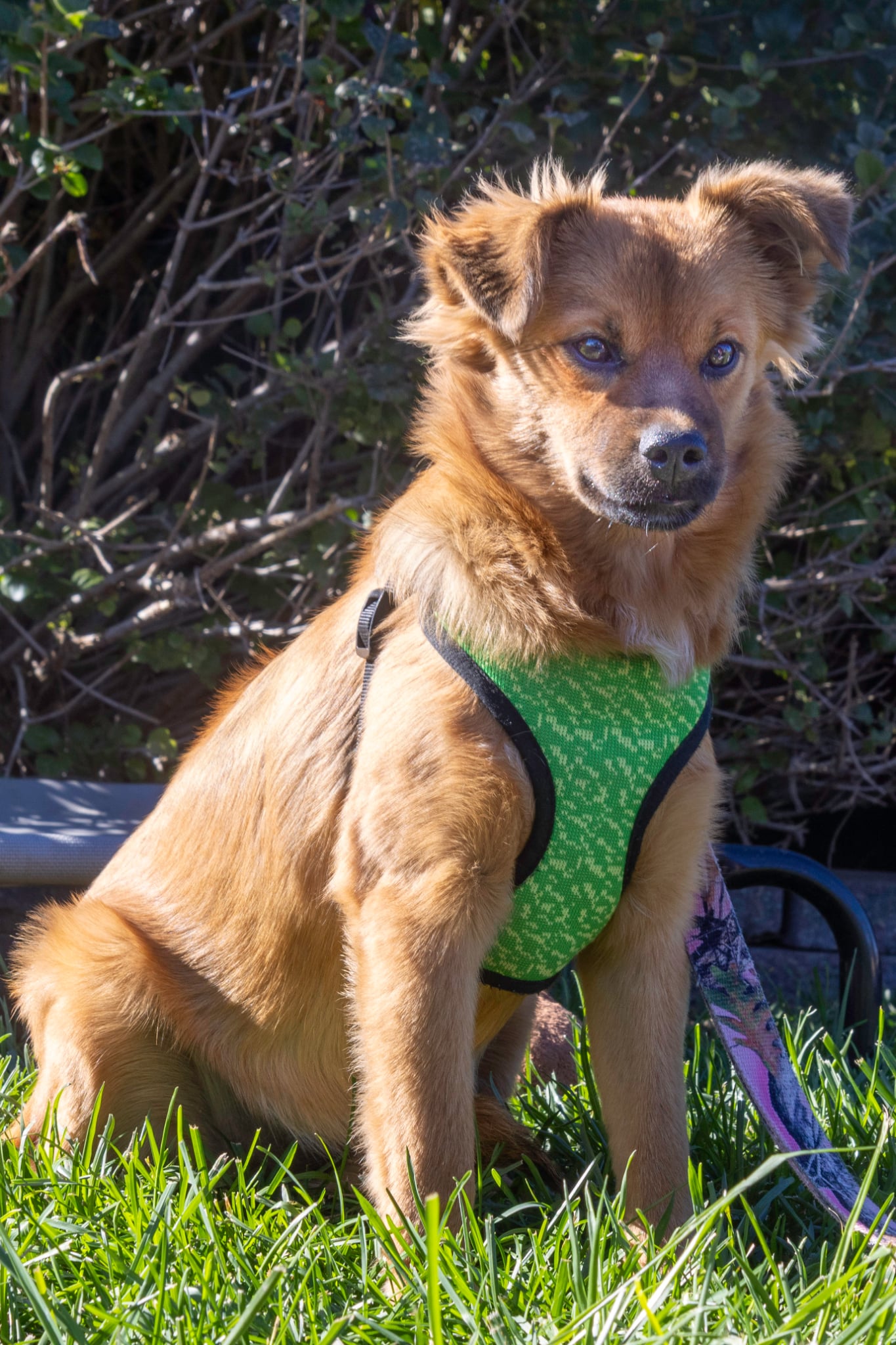 Foxy - Photo 1