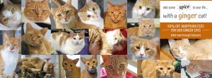 50% off ginger cat adoption fees