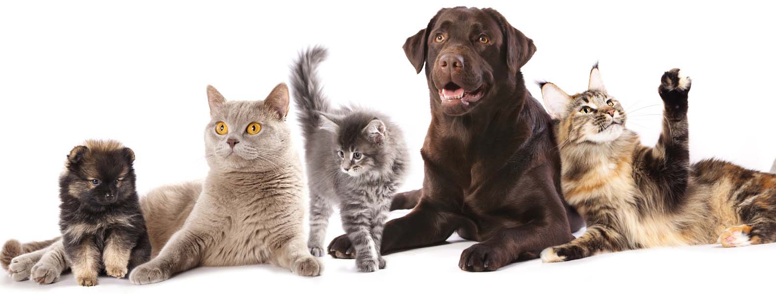 Dog and cat sales rescue